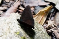 SATYRIDAE, Pedaliodes manis